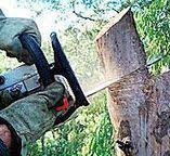 Best Tree Cabling and Bracing  in Shawsville, VA