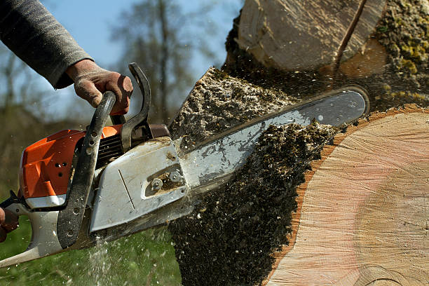 Shawsville, VA Tree Services Company
